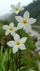 Daffodils in a field in the early spring.