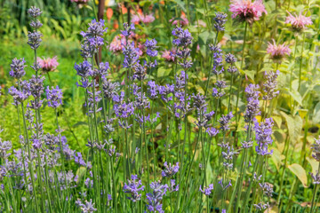 Lavandula is blooming. Shrub that blooms with purple flowers in summer. Lavandula grows in meadow. Cottage garden. Sunny day.