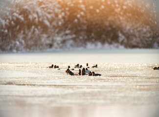 Serene waters of Delta Văcărești come alive at golden hour as various bird species gracefully glide across the surface, showcasing the rich biodiversity of this urban refuge