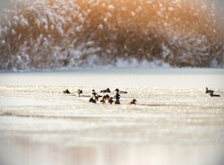 Diverse waterfowl glide gracefully across the icy waters of Delta Vacaresti, showcasing the park's vibrant ecosystem amidst a snowy landscape, highlighting nature's resilience in urban settings