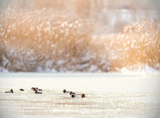 Waterfowl glide elegantly on the frozen waters of Delta Vacaresti, surrounded by delicate reeds and the tranquil beauty of an urban natural park in winter