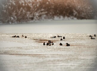 Winter brings a serene beauty to Văcărești Natural Park, where a diverse group of ducks peacefully gather on the icy surface, showcasing the area's rich ecosystem and urban wildlife conservation