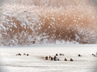 In the tranquil winter setting of Delta Văcărești, ducks glide across the icy waters, surrounded...