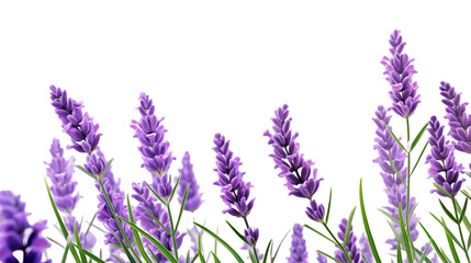 Purple Lavender Flowers Background Image for Design Projects