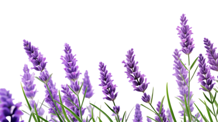 Purple Lavender Flowers Background Image for Design Projects