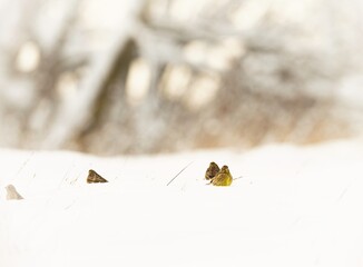 Amid the serene whiteness of winter, small birds can be seen foraging in the snow at Delta Văcărești, showcasing the resilience of urban wildlife in Bucharest's protected ecosystem