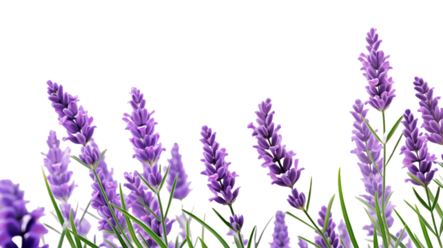 Purple Lavender Flowers Background Image for Design Projects