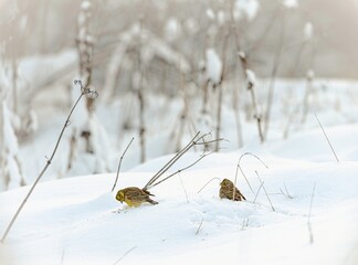 Brightly colored birds forage in the tranquil snow-covered expanse of Delta Vacaresti. This urban delta offers a serene habitat enriched by winter's beauty, supporting local biodiversity