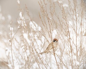 In Văcărești Natural Park, a small bird rests amidst tall, dry foliage. This urban delta serves as a vital habitat for numerous species, highlighting the coexistence of nature and city life