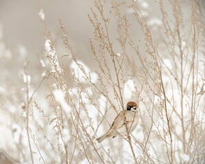 A small bird perches on delicate branches within the peaceful Văcărești Natural Park, embodying the vibrant urban biodiversity that flourishes even in winter