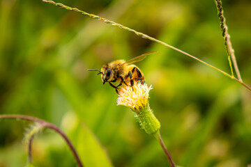 Close up bee getting ready to fly on a yellow  flower
