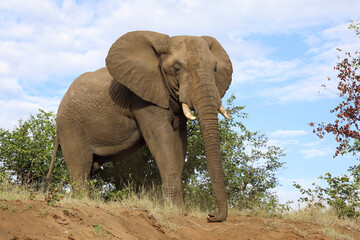 Afrikanischer Elefant / African elephant / Loxodonta africana..