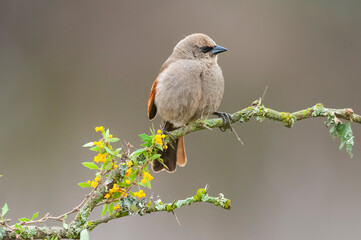 Bay winged Cowbird nesting, in Calden forest environment, La Pampa Province, Patagonia, Argentina.