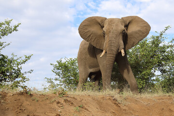 Afrikanischer Elefant / African elephant / Loxodonta africana..