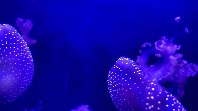 jellyfish under water