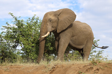 Obraz premium Afrikanischer Elefant / African elephant / Loxodonta africana