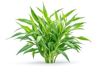 Fototapeta premium Corn Plant Isolated on White Background