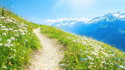 Mountain Wildflower Meadow Path Summer Landscape