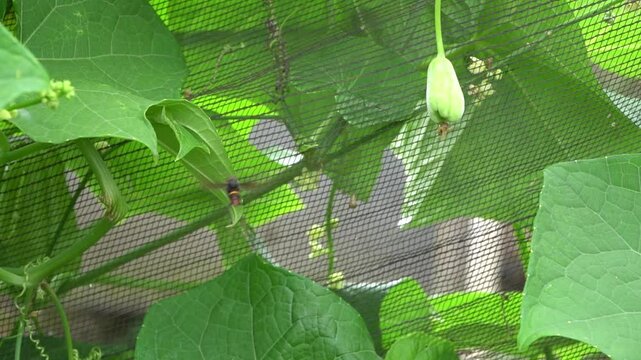 Bees buzz eagerly around the young chayote fruits, playing a crucial role in their growth and pollination.