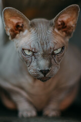 Rugged sphinx cat stares into the camera