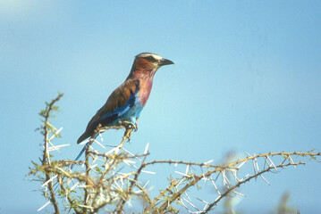 Rollier à longs brins,.Coracias caudatus, Lilac breasted Roller