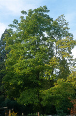 Robinier, Robinia pseudoacacia 'L.Frisia