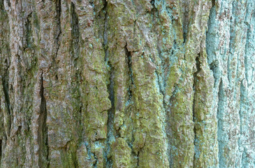 écorce, tronc, Tilleul commun, tilia vulgaris