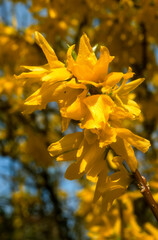Forsythia 'Lynwood '