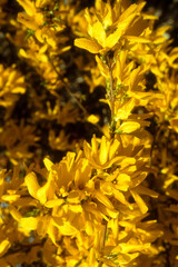 Forsythia 'Lynwood '