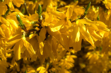 Obraz premium Forsythia 'Lynwood '