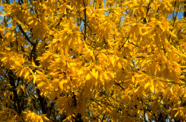 Forsythia 'Lynwood '