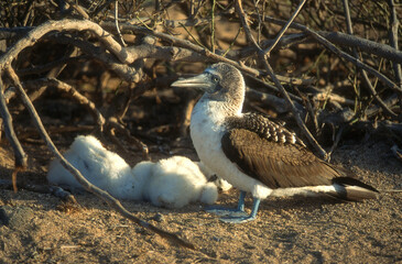 Fou à pieds bleus, nid, jeune,.Sula nebouxii, Blue footed Booby, Archipel des Galapagos