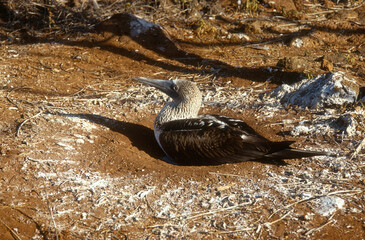 Fou à pieds bleus, nid,.Sula nebouxii, Blue footed Booby, Archipel des Galapagos
