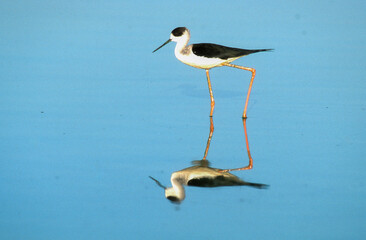 Echasse blanche,  Himantopus himantopus, Black winged Stilt