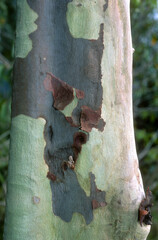 Ecorce, Tronc, Eucalyptus, eucolyptus spp
