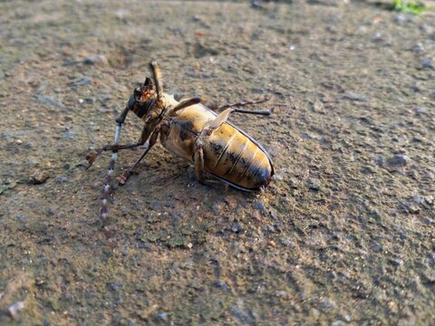 Close-up of batocera rubus which is a species of beetle in the family Cerambycidae. A clay insect animal that lives in the wild.