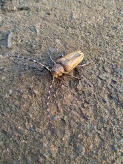 the bug on a rock