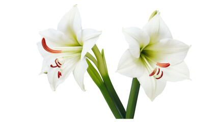 Fototapeta premium Amaryllis flowers