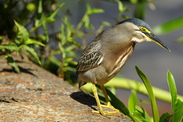 Green-backed bittern or little bittern (Butorides striata) Ardeidae family.
Fortaleza Ceará, Brazil.