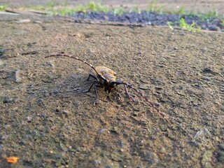 beetle on the ground