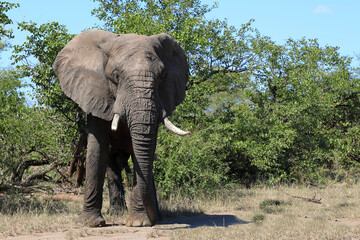 Afrikanischer Elefant / African elephant / Loxodonta africana