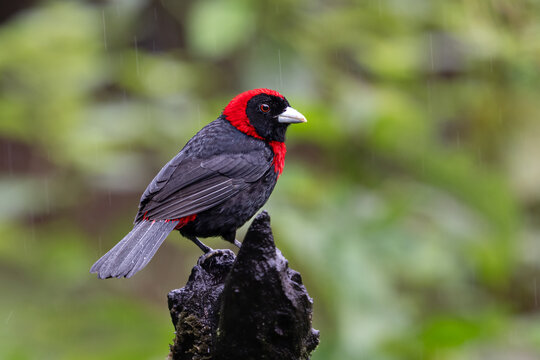 The crimson-collared tanager, Ramphocelus sanguinolentus, is a small songbird