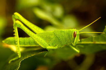 macro shot of a green grasshopper on a leaf
