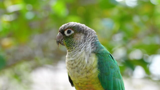 green-cheeked parakeet (Pyrrhura molinae) parrot Free-flying training bird standing on a perch
