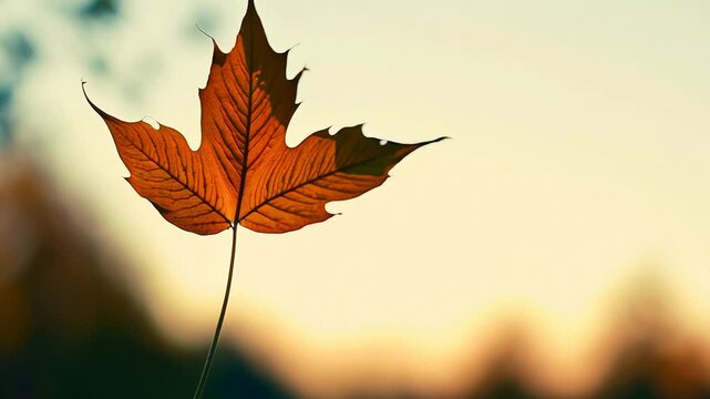 4k video footage of close-up of a single autumn leaf with warm colors against a soft, blurred background in a fall setting.
