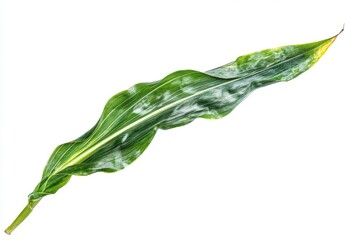 Fototapeta premium Lush Green Leaf with Distinctive Patterns Showcasing Nature's Beauty and Texture Isolated on White Background for Natural Decor or Botanical Use