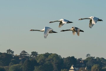 birds in flight