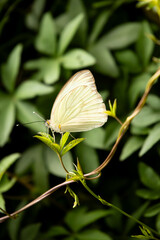 white butterfly on a leaf