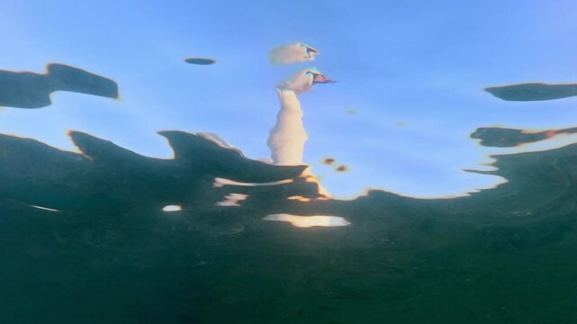 Close-up view from below through the surface of the water of a white swan swimming on a blue sky background. Bottom view of a portrait of a swan floating above the water surface in calm weather