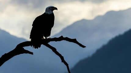 Fototapeta premium A close-up silhouette of an eagle perched on a dead tree branch, surveying the valley below